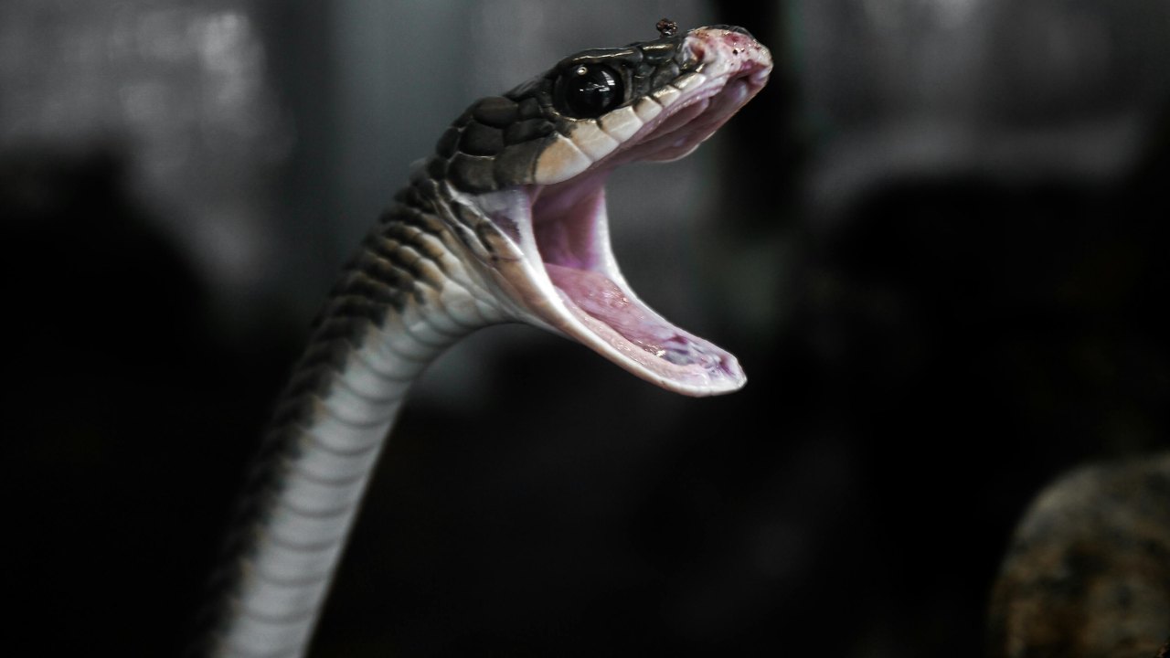 Serpente - Adginforma.it