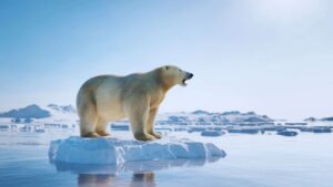 Orso su blocco di ghiaccio