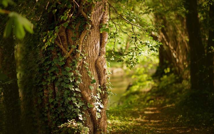 Foresta - Adginforma.it