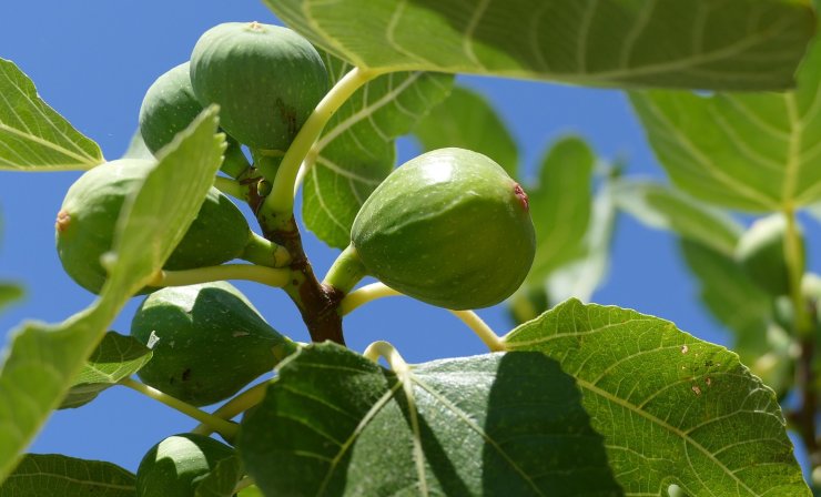 Pianta di fico - Adginforma.it