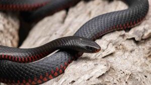 Serpenti in giardino - Adginforma.it