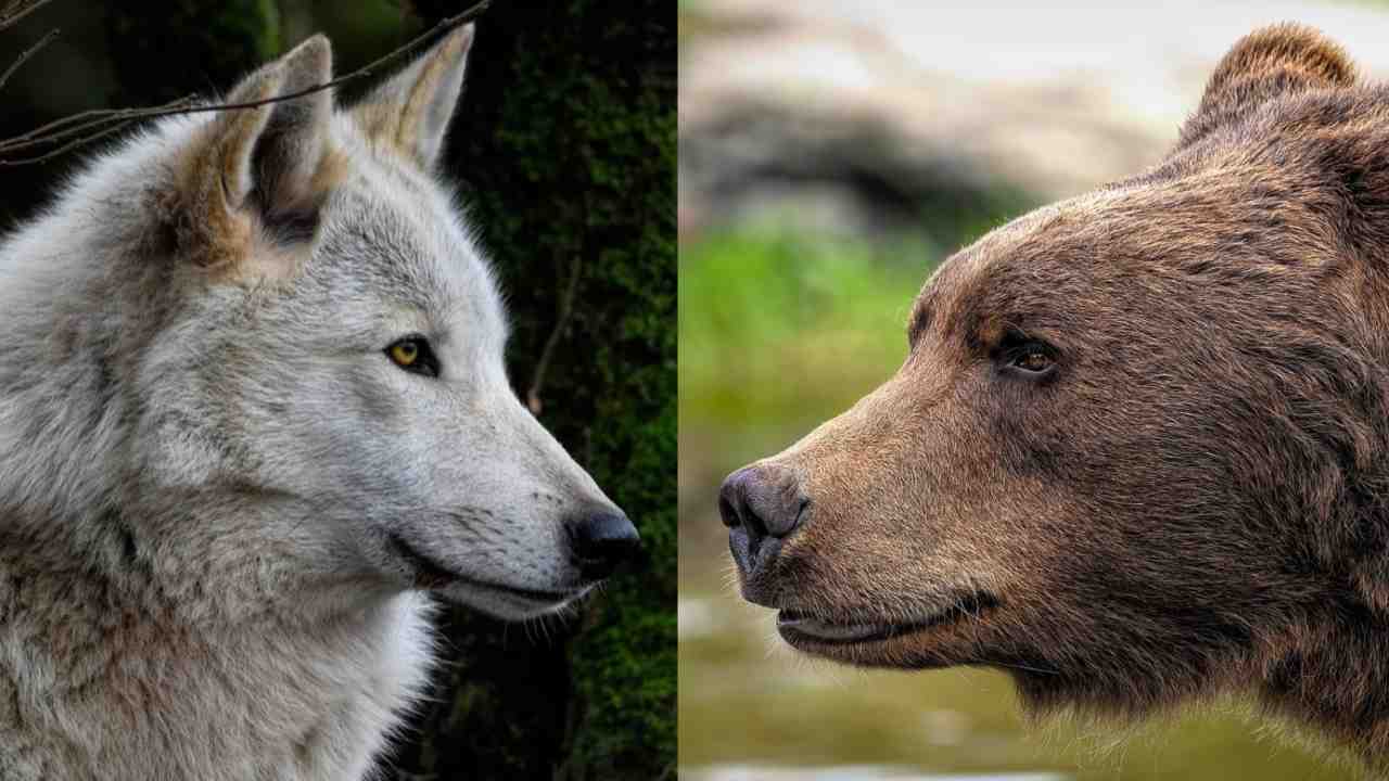 Test dell'animale guida - Adginforma.it