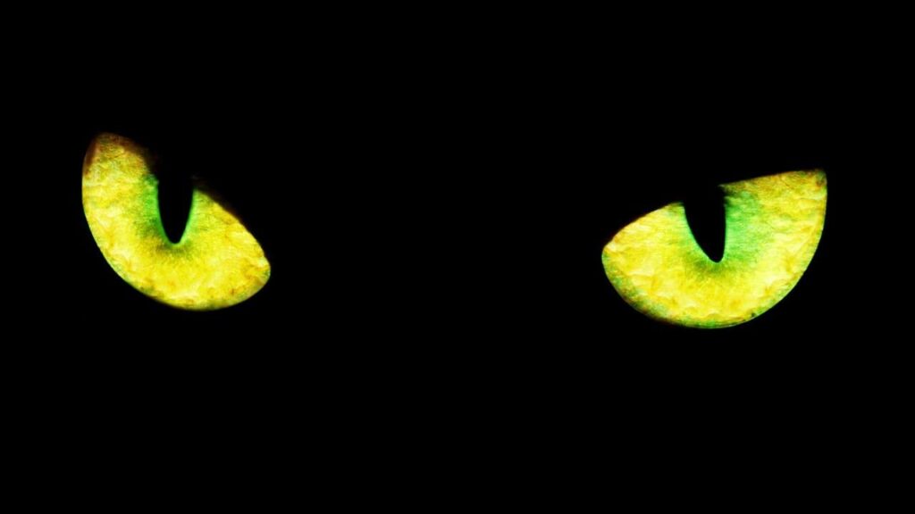 Occhi di gatto