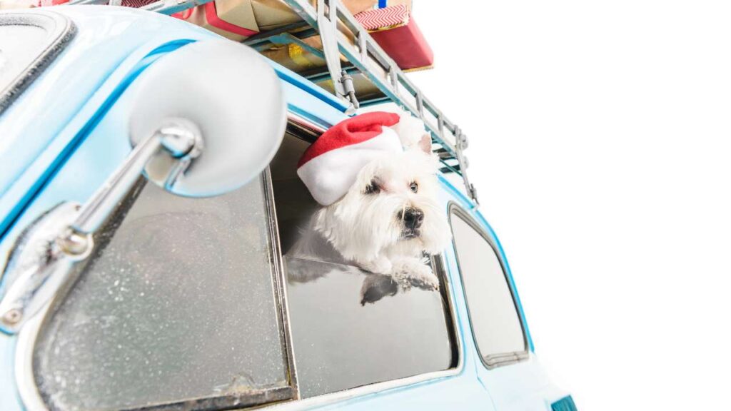 Animali in vacanza, le regole per portarli con sé - adginforma.it - 20250626