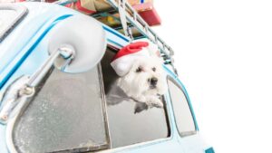 Animali in vacanza, le regole per portarli con sé - adginforma.it - 20250626