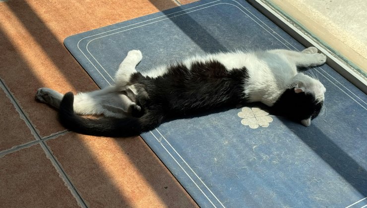 Afa sofferta anche dai gatti
