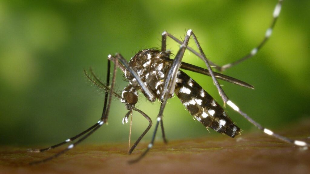 Zanzara tigre: partono le ordinanze comunali per combattere la proliferazione degli insetti