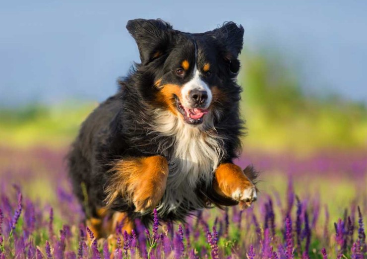 Cane felice corre nel prato