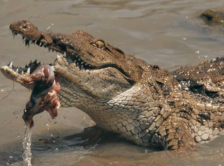 Coccodrillo in acqua 