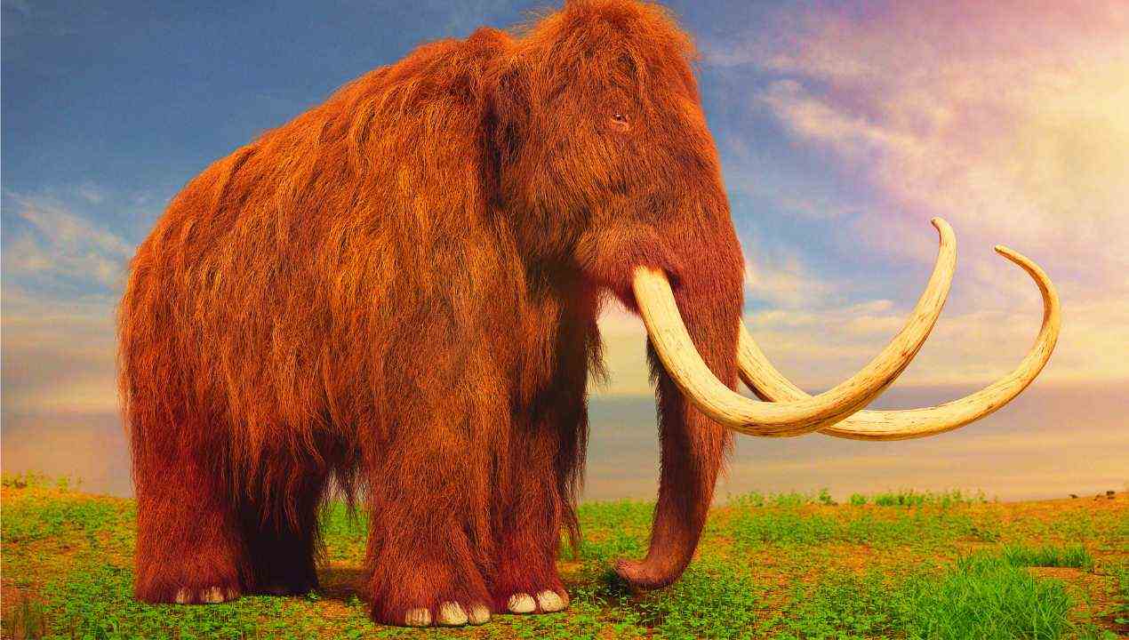 Mammut nel prato