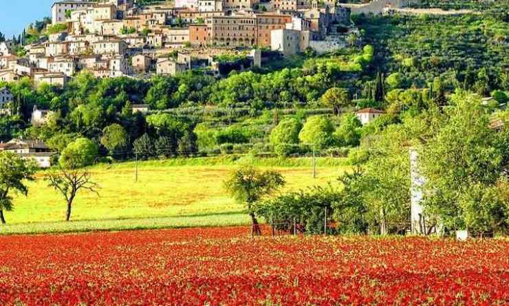 Umbria, prato di papaveri - Adginforma.it