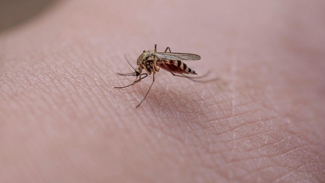 West Nile, la conta delle vittime sale a nove: emanata in Lazio un’ordinanza urgente per pianificare la disinfestazione di larve e insetti adulti